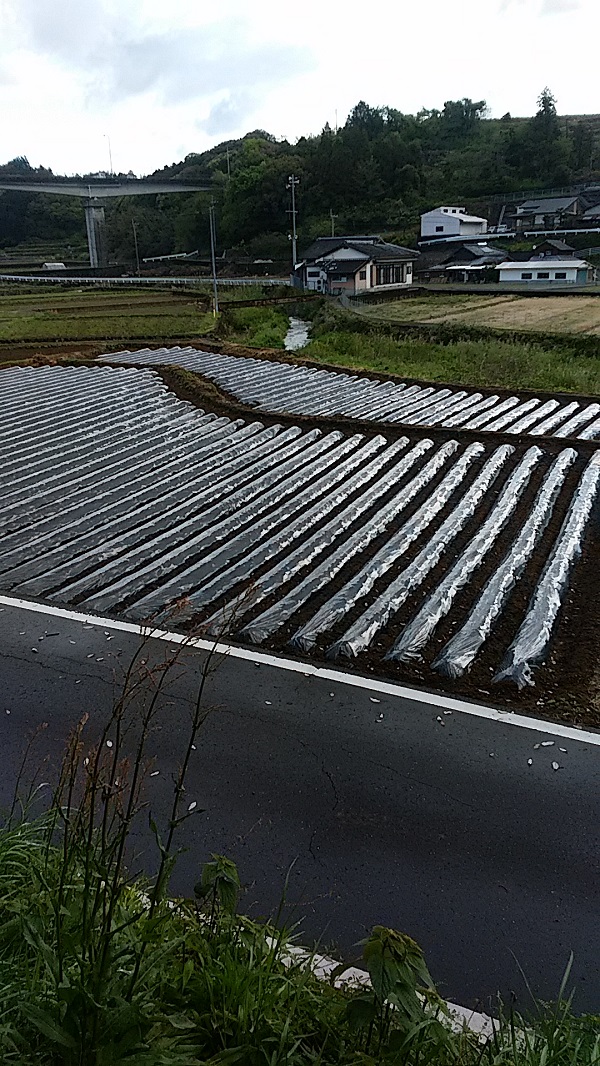 代替テキスト