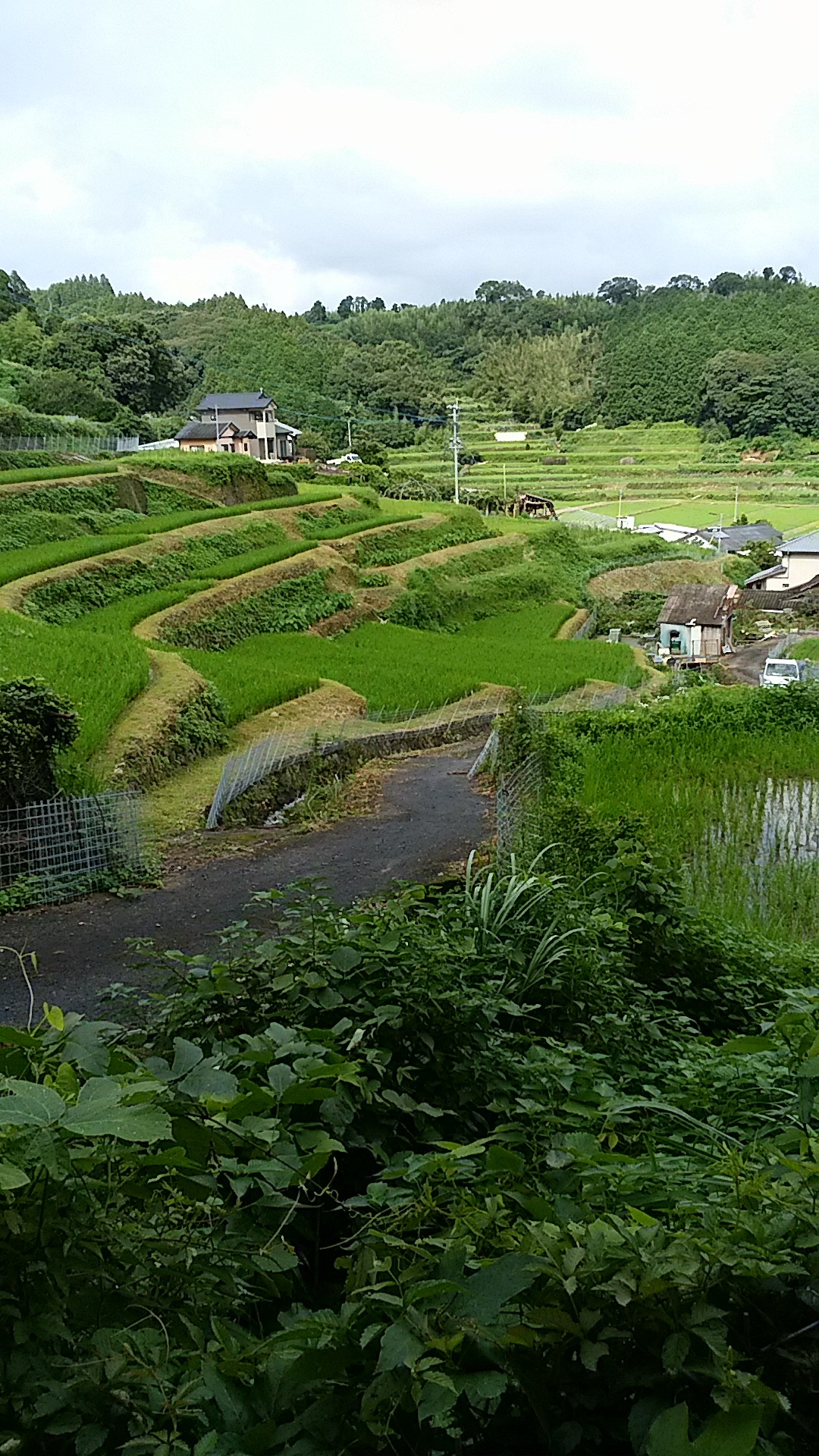 田植え40日経過