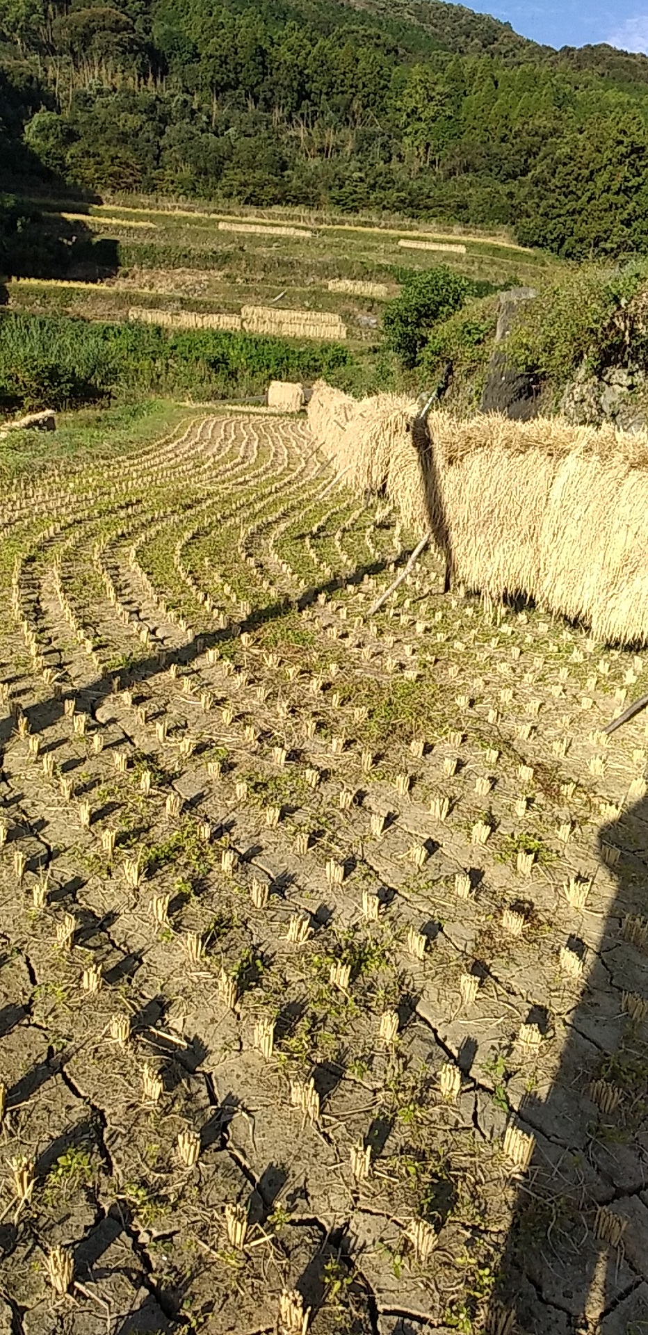 代替テキスト